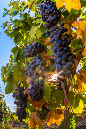 Vineyard