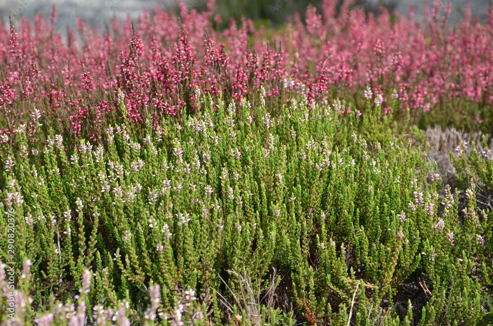 Naklejka premium Rosa und weiss blühendes Heidekraut - Heidegarten