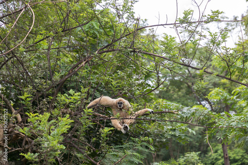 White gibbons on tree. White hand gibbon hanging from the tree branch. White handed gibbon is jumping in the forest. Animal in the wild