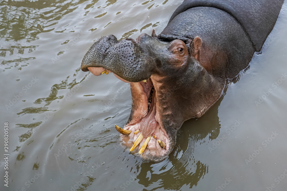 Fototapeta premium Allphotokz Hippopotamus 20190826 8650 A7M3