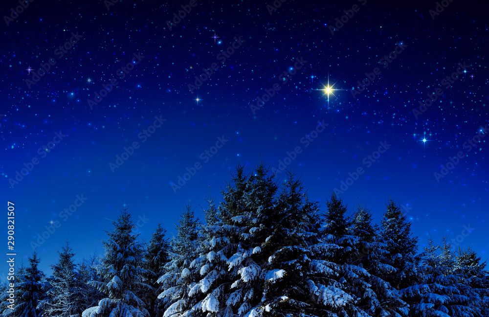 Fototapeta premium Christmas background with stars and trees in winter forest.