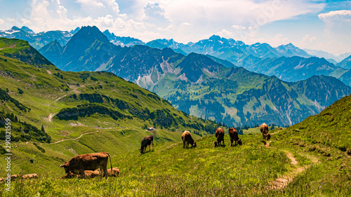Beautiful alpine view with grazing cows at the Höfatsblick near the famous Nebelhorn summit Mittenwald, Bavaria, Germany