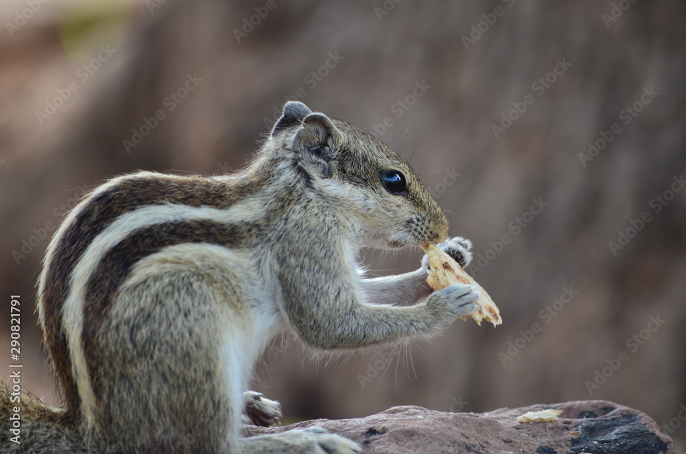 Naklejka premium squirrel on tree