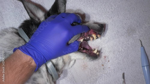 The vet pulls a dog's canine. Teeth treated by a dentist, cleaning teeth from plaque and stone under anesthesia in a veterinary clinic. Veterinary dentistry.