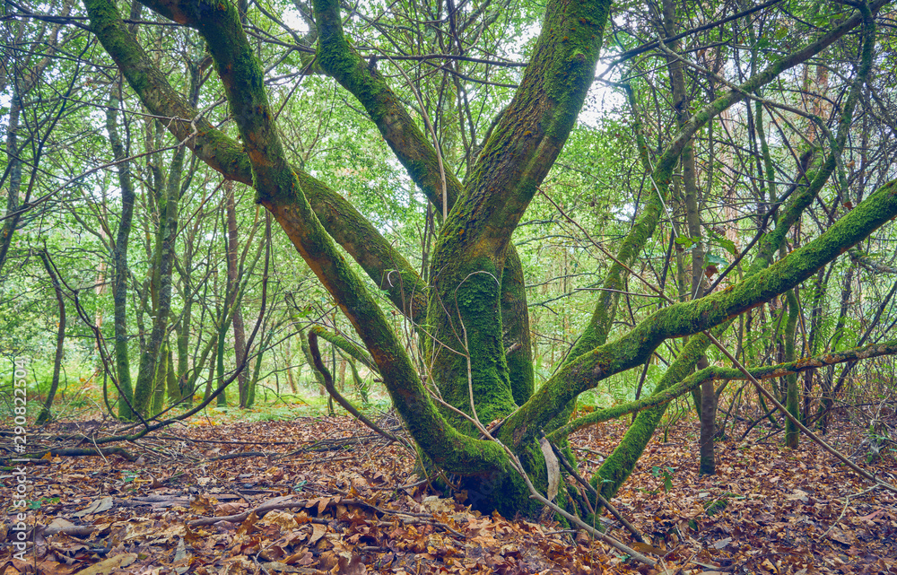 Forest of oaks and ferns. Summer in Galicia. Spain Forest of oaks and ferns. Summer in Galicia. Spain