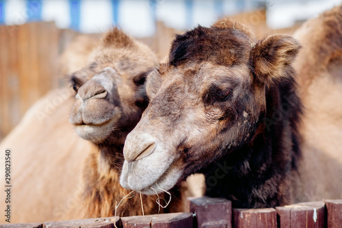 Camels in Arabia, wildlife