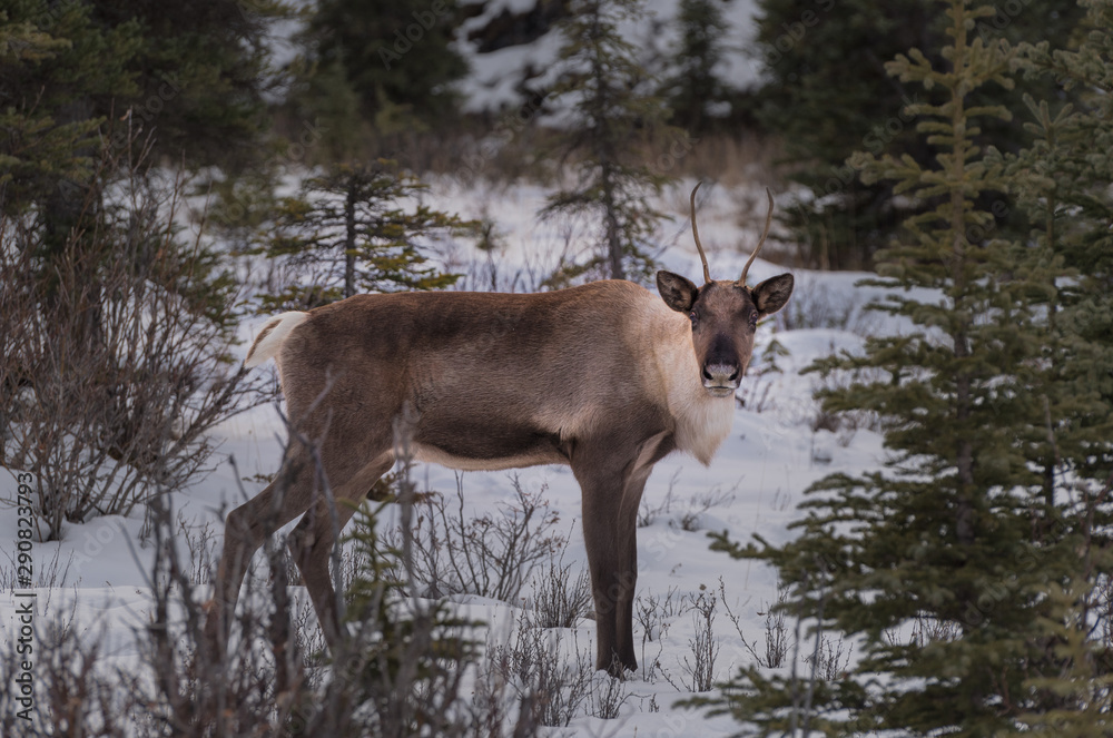 Naklejka premium A wild woodland Caribou