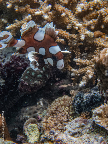 Juvenile harlequin sweetlips fish ( Plectorhinchus chaetodonoides) finding food in the corals. photo