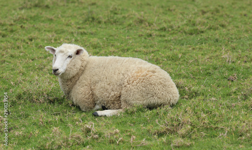 Schaf auf einer Weide in Neuseeland