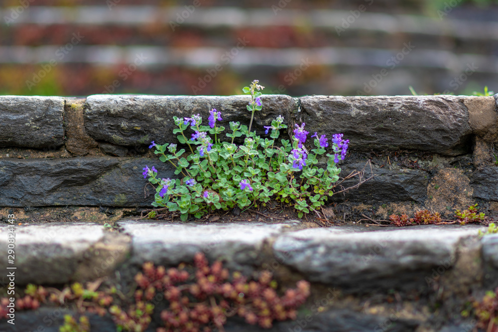 flowers on the stairs flowers on the stairs