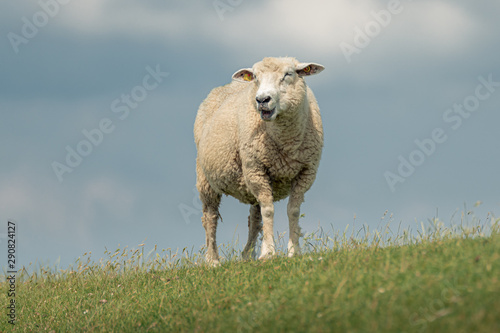 Schaf - Blick nach links