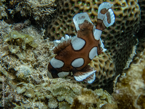 Juvenile harlequin sweetlips fish ( Plectorhinchus chaetodonoides) finding food in the corals. photo