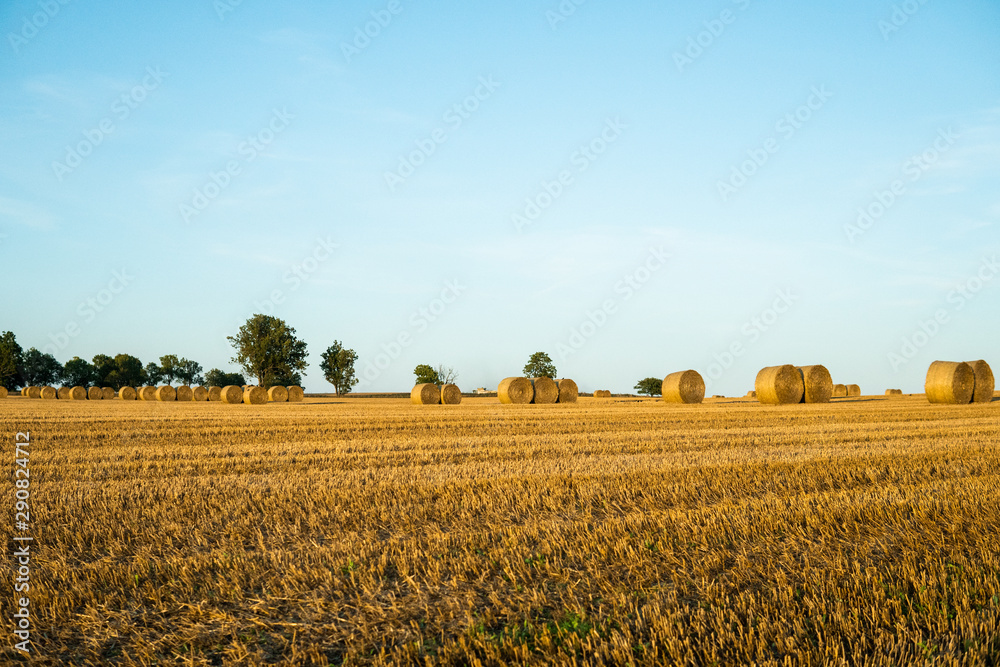 Fototapeta premium Landscape. Hay bales on a field. Hay bales on a field. Agriculture field with beautiful blue sky. Sunset in the early autumn. Harvest concept.