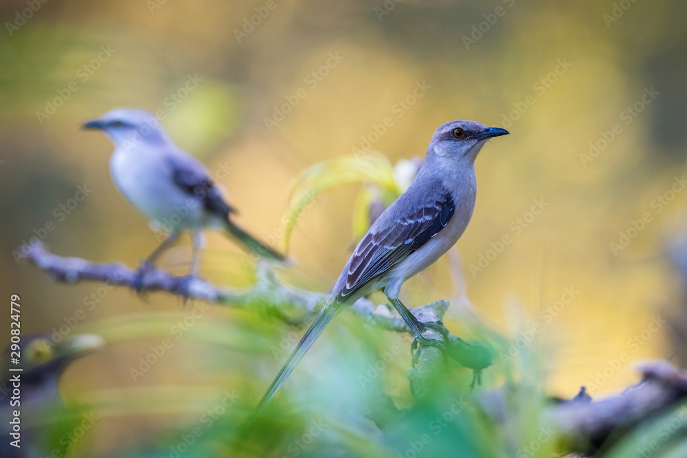 Mimus gilvus, Tropical mockingbird The bird is perched on the branch in nice wildlife natural environment of Trinidad and Tobago..