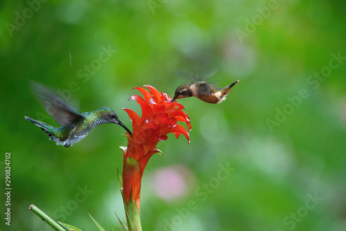 Philodice mitchelli or Purple-throated woodstar The Hummingbird is hovering and drinking the nectar from the beautiful flower in the rain forest. Nice colorful background... photo