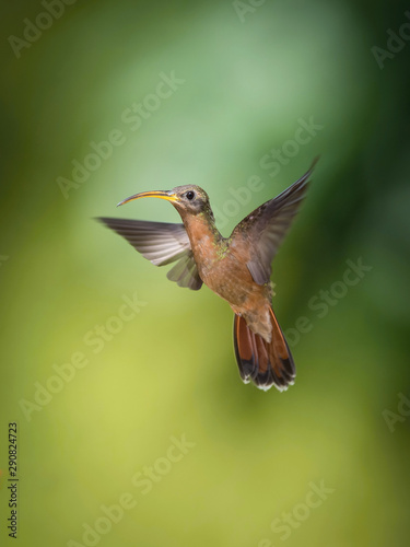 Rufous-breasted hermit or Glaucis hirsutus The Hummingbird is hovering and drinking the nectar from the beautiful flower in the rain forest. Nice colorful background...