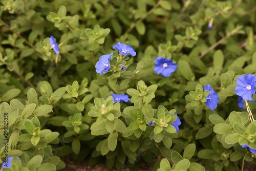 Blue daze (Evolvulus) has a long flowering period and continues to bloom pretty blue-purple flowers from spring to autumn.