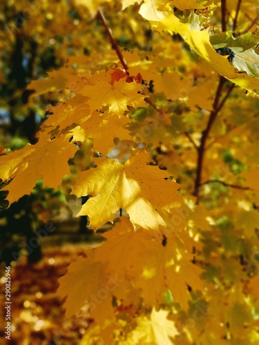 maple leaves in autumn on a sunny day