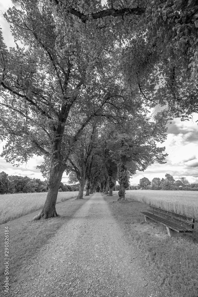 Eine sommerliche Allee - Schwarz-weiß-Aufnahme Eine sommerliche Allee - Schwarz-weiß-Aufnahme