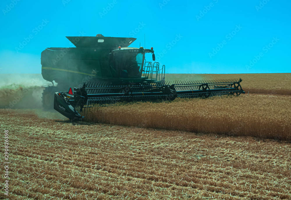 Obraz premium Working Wheat Combine