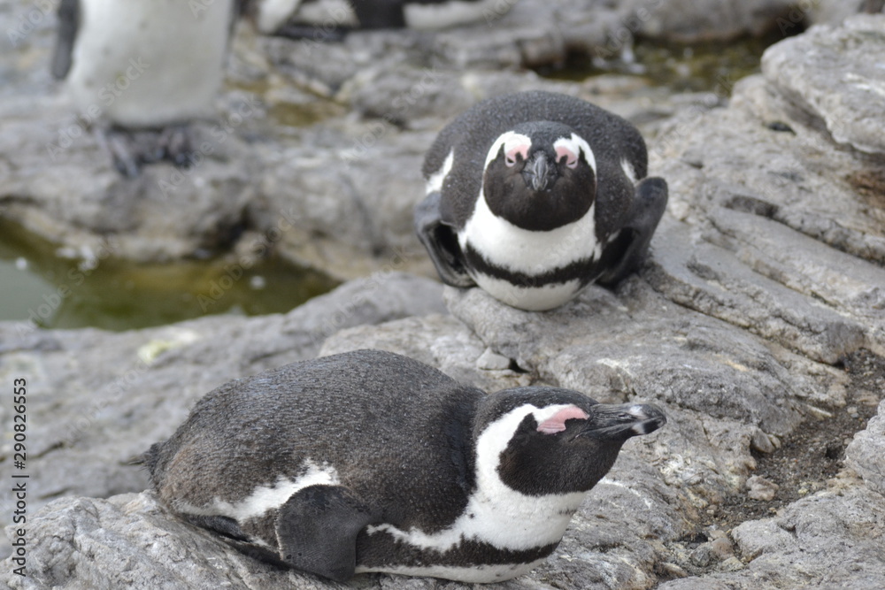 Naklejka premium PINGUINI DI BETTY'S BAY SUDAFRICA