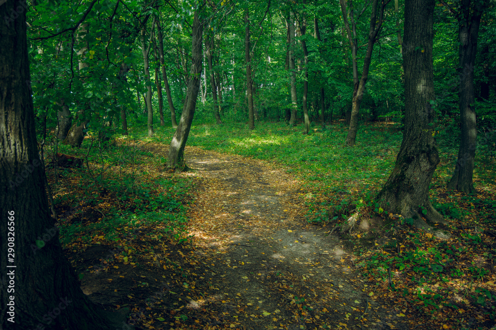 early autumn forest scenery landscape natural environment with narrow ground curved lonely trail between trees with falling leaves 