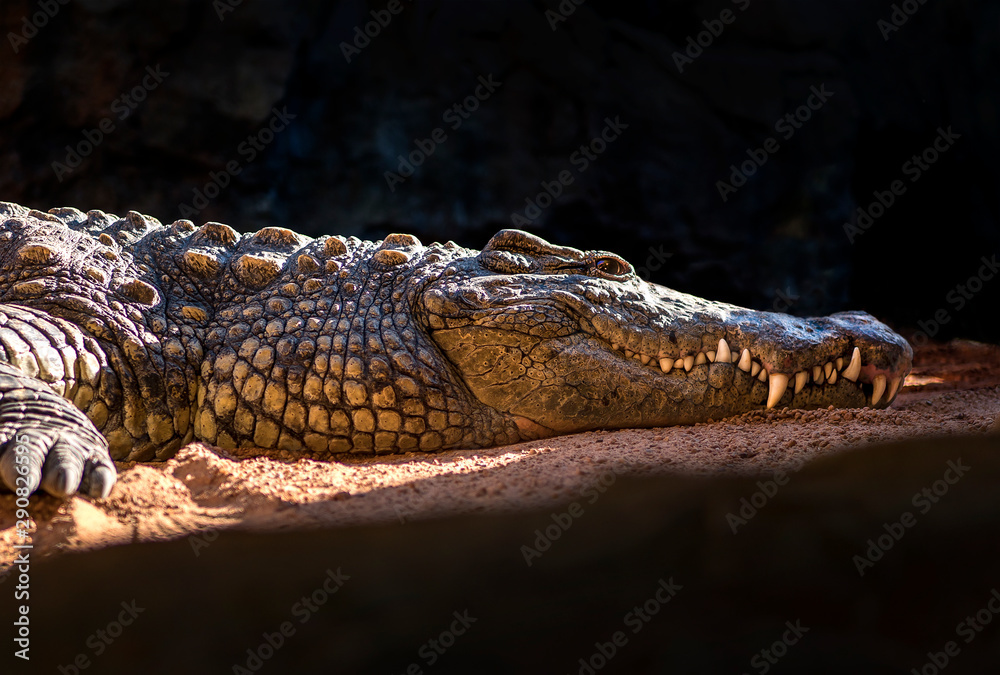 Fototapeta premium Cocodrilo africano con los ojos abierto con forma de flecha y fondo negro