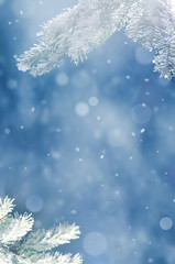 Beautiful snowy winter landscape with a snowy fir branch, snowflakes and blue sky. Winter christmas background.