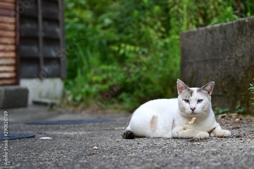 Obraz na płótnie 野良猫