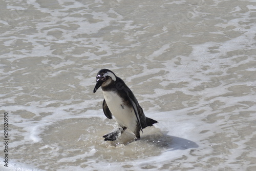 PINGUINI DI BETTY'S BAY SUDAFRICA photo