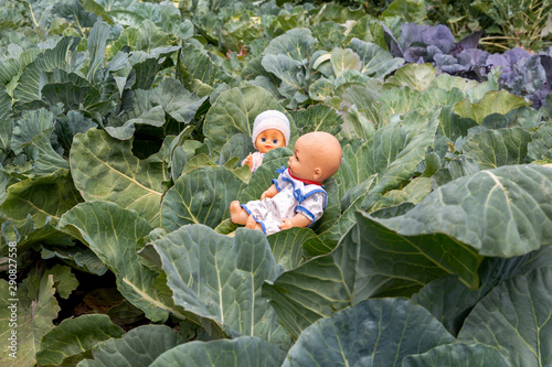 Where do baby come from? Cabbage garden with newborn kids. Baby fund undr cabbage leaf photo