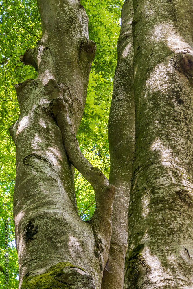 Die Stämme von Buchen in einem Park Die Stämme von Buchen in einem Park