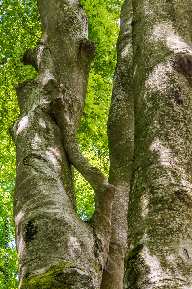 Die Stämme von Buchen in einem Park