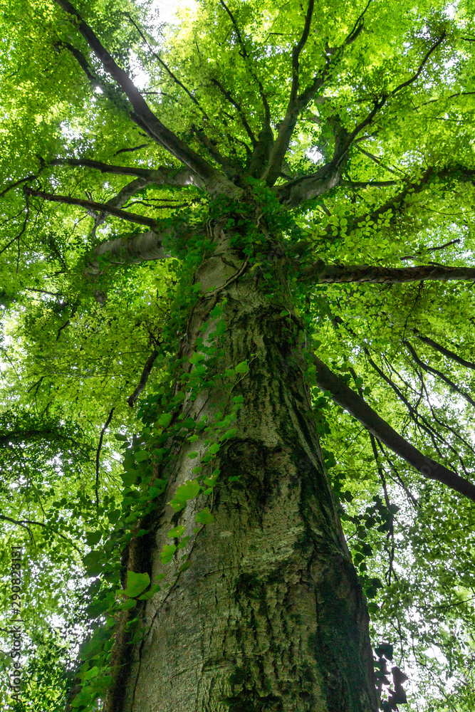 Obraz premium Blick über den Stamm in die Baumkrone einer Buche