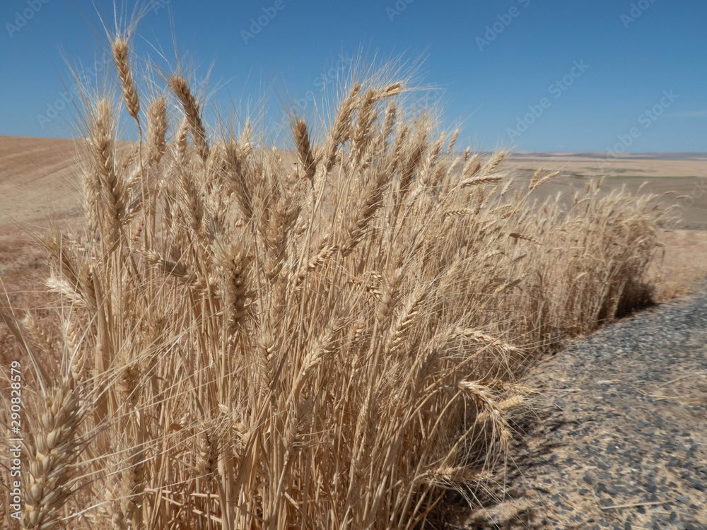 Fototapeta premium Wheat field