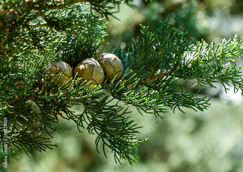 Obraz na płótnie Branch of Mediterranean cypress with round cones seeds against sun on blurred spring green bokeh