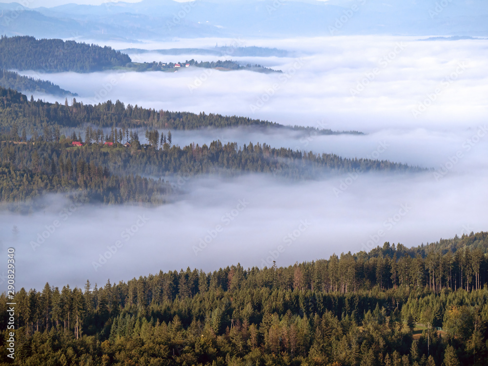 spruce forest and fog