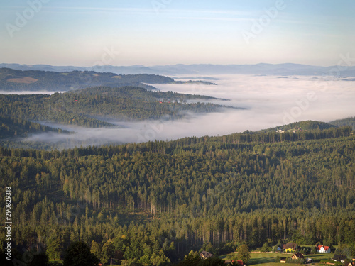 spruce forest and fog