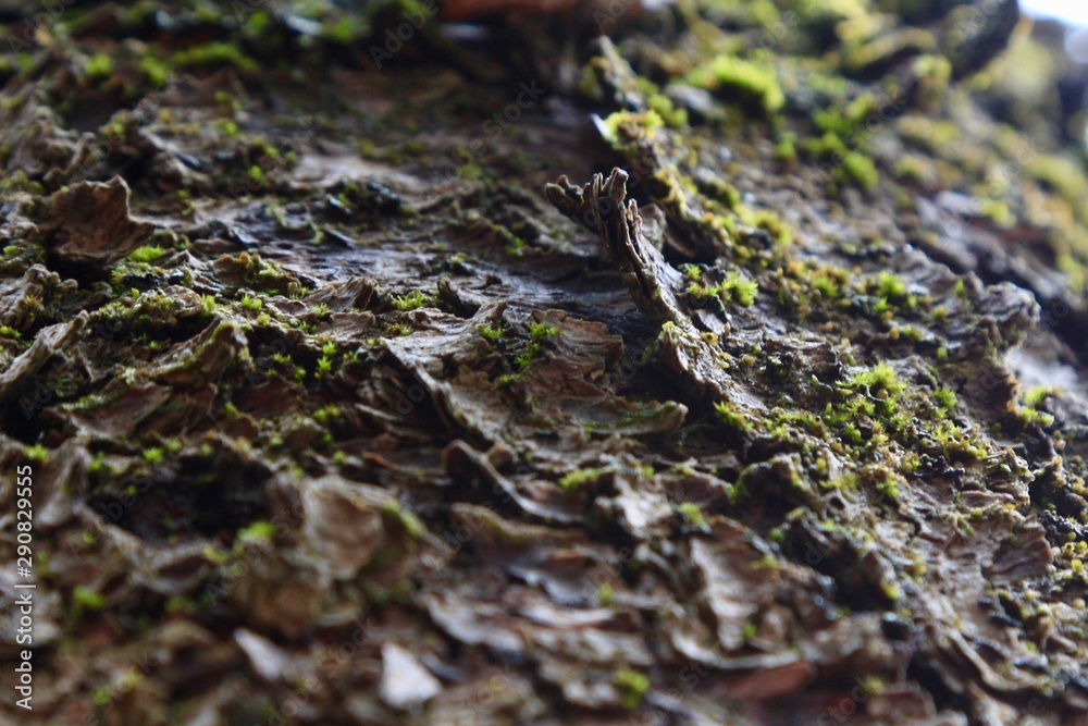 Moss grows on the bark of a fallen tree in the forest. Moss grows on the bark of a fallen tree in the forest.