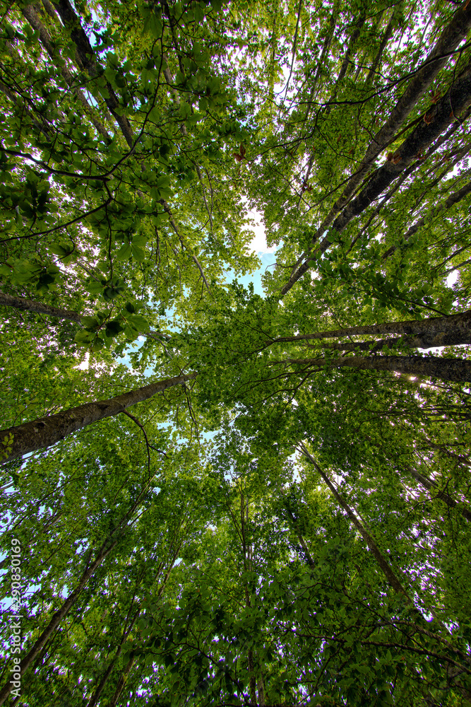 Fototapeta premium Foresta