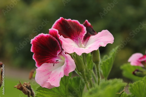 pink flower