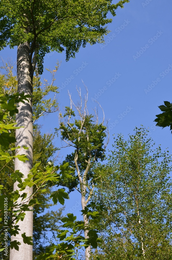 Fototapeta premium Waldfrieden - Blick in den Himmel durch Baumkronen hindurch