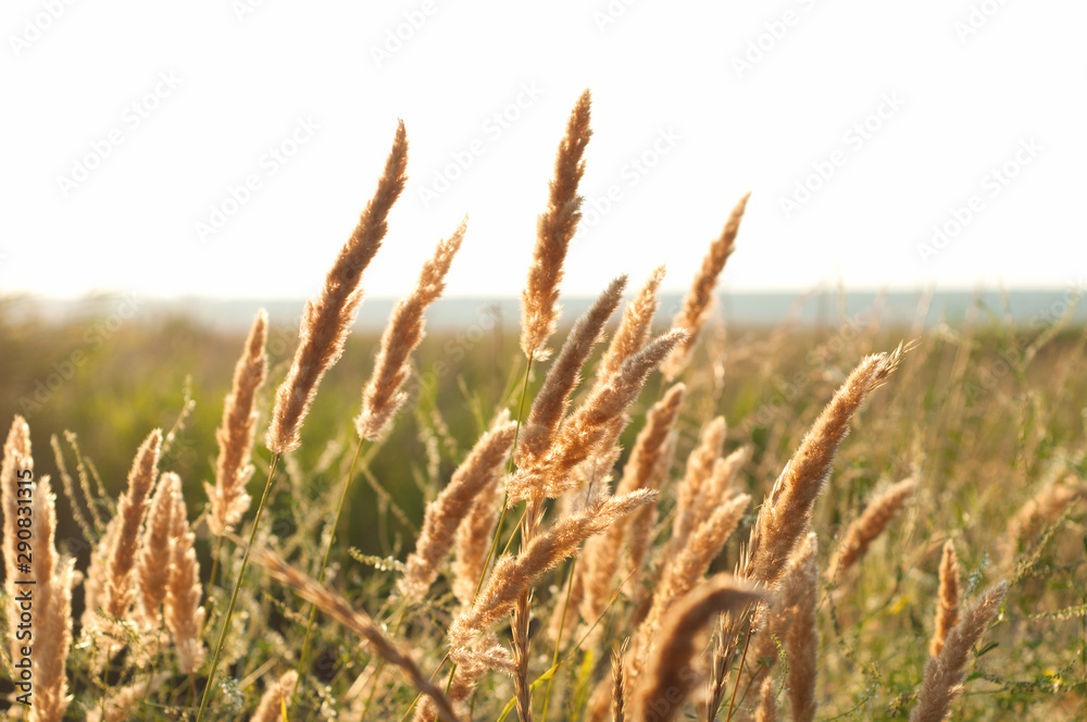 Common reed spikelets grow on the coast. Savage holiday. - obrazy, fototapety, plakaty 