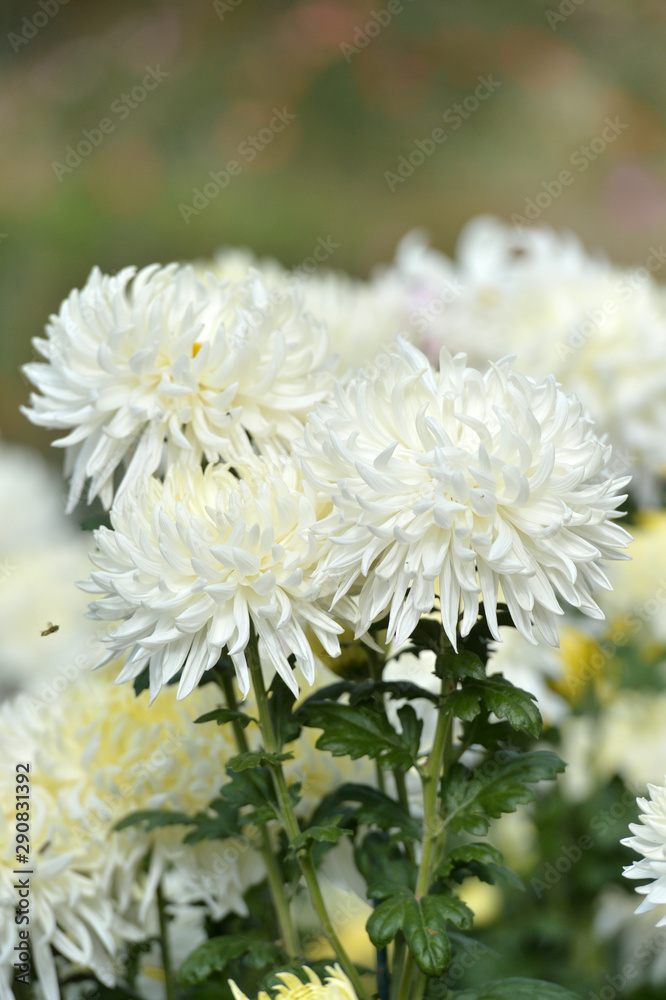 Beautiful Chrysanthemums in garden. Flowers as background picture. Chrysanthemum wallpaper. Japanese style. Autumn garden of chrysanthemums. Beautiful Chrysanthemums in garden. Flowers as background picture. Chrysanthemum wallpaper. Japanese style. Autumn garden of chrysanthemums.