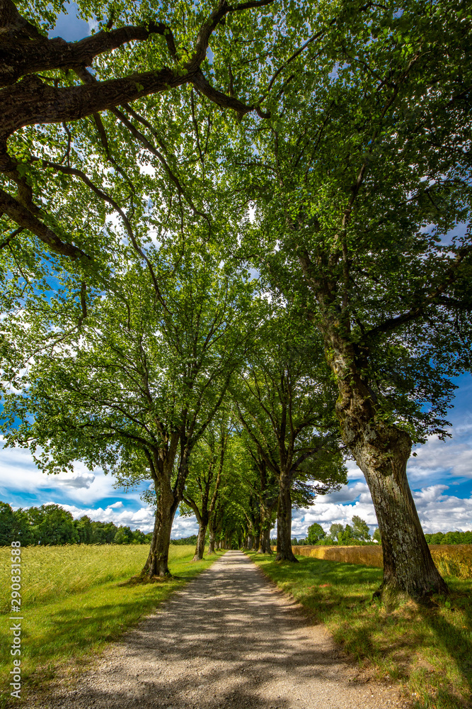 Blauer Himmel und Sonnenschein über einer Lindenallee Blauer Himmel und Sonnenschein über einer Lindenallee