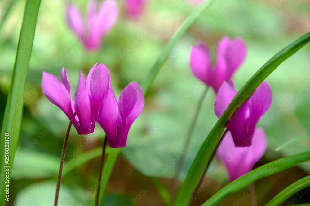 Ciclamini Ciclamini