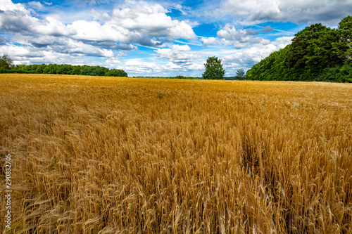 Ein Weizenfeld im Sommer unter blauem Wolkenhimmel