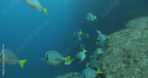 School of Cortez rainbow wrasse and Yellowtail surgeonfish on the reefs of the sea of cortez, Mexico. photo