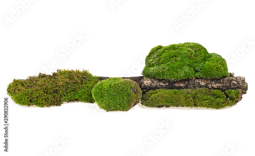 Green moss on rotten tree branch isolated on a white background