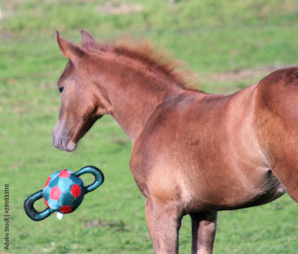 Fototapeta premium He lost...